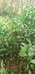 Ruscus