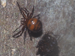 Euryopis episinoides