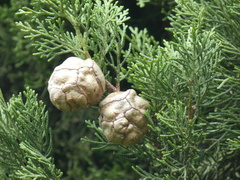 Cupressus sempervirens