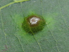 Caryomyia levicrustum