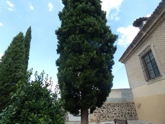 Cupressus sempervirens