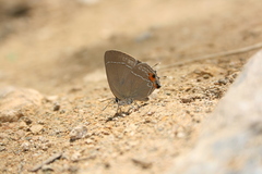 Satyrium eximia