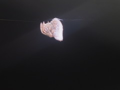 Dolichognatha