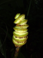 Cyclanthus bipartitus