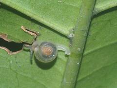 Helicarionidae