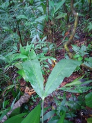 Cyclanthus bipartitus