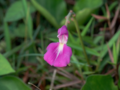Canavalia rosea