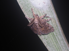 Dasychira chekiangensis