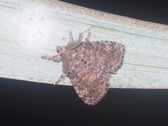 Dasychira chekiangensis