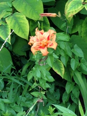 Hemerocallis fulva kwanso