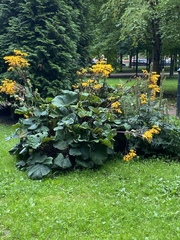 Ligularia dentata