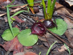 Corybas fimbriatus