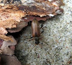 Cortodera femorata