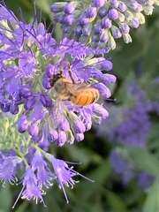 Apis mellifera