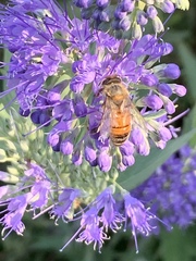 Apis mellifera