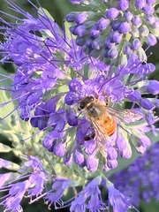 Apis mellifera