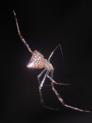 Thwaitesia margaritifera