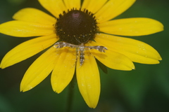 Dejongia lobidactylus