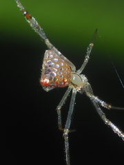 Thwaitesia margaritifera