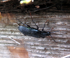Melandrya dubia