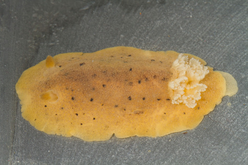 Heath's Dorid