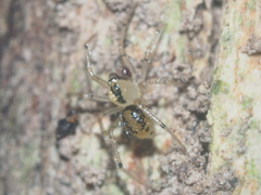 Dipoena turriceps