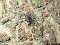 Cebrenninus