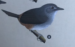 Scytalopus griseicollis