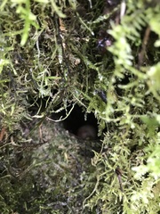 Scytalopus griseicollis