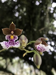 Caucaea
