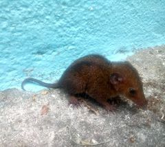 Monodelphis americana
