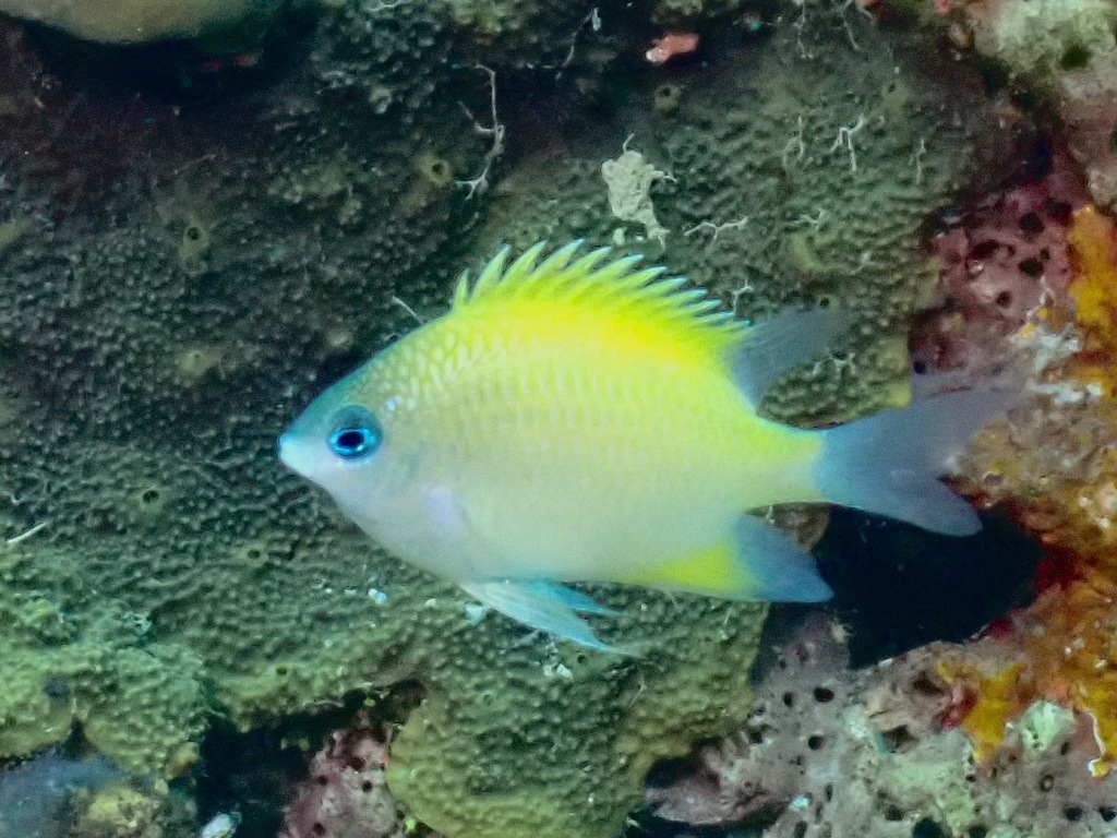 Batuna Damsel