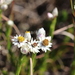Achyranthemum striatum - Photo no hay derechos reservados, subido por Dave Brown