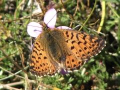 Boloria caucasica