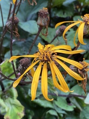 Ligularia dentata