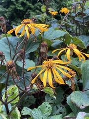 Ligularia dentata