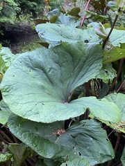Ligularia dentata