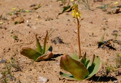 Bulbine latifolia