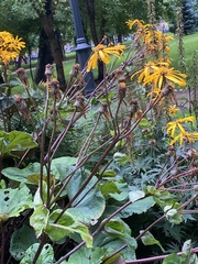 Ligularia dentata