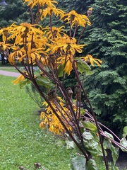 Ligularia dentata