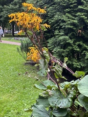 Ligularia dentata