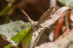 Carcharodus