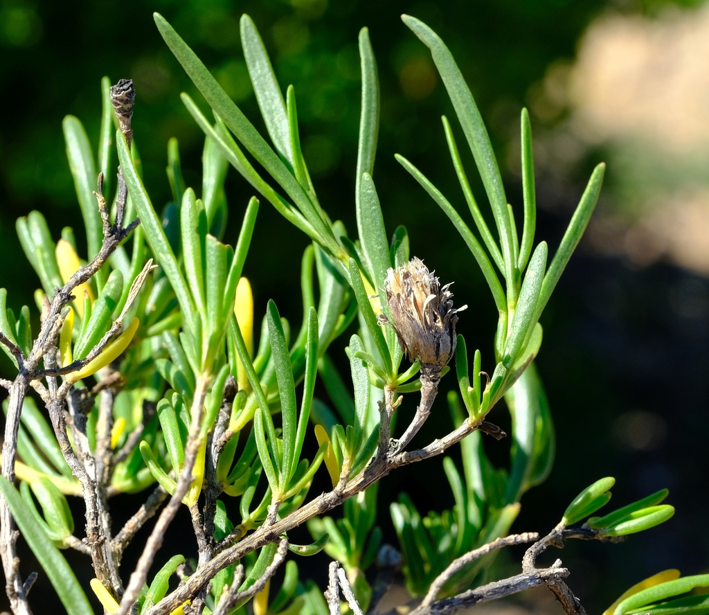 Kamiesberg Resindaisy