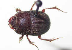 Hamonthophagus depressus