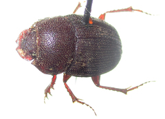 Hamonthophagus depressus