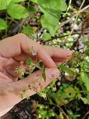 Veronica anagallis-aquatica