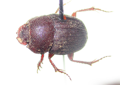 Hamonthophagus depressus