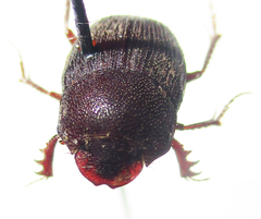 Hamonthophagus depressus