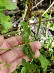 Veronica anagallis-aquatica