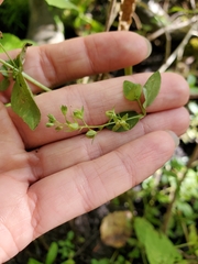 Veronica anagallis-aquatica